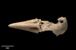 New Zealand raven. Skull (dorsal). Te Papa S.027925. Metro Cave, Charleston, January 1991. Image © Te Papa.