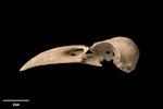 New Zealand raven. Skull. Te Papa S.027925. Metro Cave, Charleston, January 1991. Image © Te Papa.