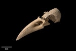 New Zealand raven. Skull. Te Papa S.027925. Metro Cave, Charleston, January 1991. Image © Te Papa.