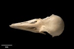 New Zealand raven. Skull (dorsal) (Chatham Island subspecies). Te Papa S.028679. Long Beach (south of Henga), Chatham Island, January 1991. Image © Te Papa.