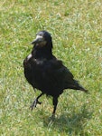 Rook. Adult. Lulworth, England, July 2015. Image © Alan Tennyson by Alan Tennyson.