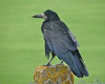 Rook. Adult. Grampians, Scotland, August 2012. Image © John Flux by John Flux.