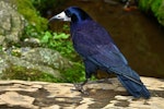 Rook. Adult. Upper Hutt, January 2012. Image © Paul Le Roy by Paul Le Roy.