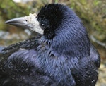 Rook. Semi-captive adult, after bathing. Akatarawa Forest, December 2014. Image © Robert Hanbury-Sparrow by Robert Hanbury-Sparrow.