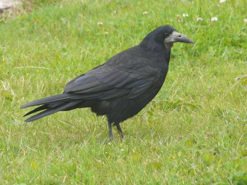 Rook. Adult. Irvine, Scotland, July 2012. Image © Alan Tennyson by Alan Tennyson.