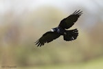 Rook. Adult in flight. Wales, United Kingdom, January 2012. Image © Neil Fitzgerald by Neil Fitzgerald.
