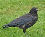 Rook. Juvenile 5 months old in moult. No white face. Grampians, Scotland, August 2007. Image © John Flux by John Flux.