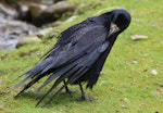 Rook. Semi-captive adult preening. Akatarawa Forest, December 2014. Image © Robert Hanbury-Sparrow by Robert Hanbury-Sparrow.