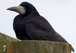 Rook. Adult. Havelock North, July 2016. Image © Dick Porter by Dick Porter.
