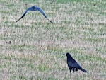 Rook. Two adults. Havelock North, July 2016. Image © Dick Porter by Dick Porter.