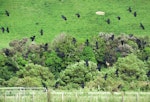 Rook. Large flock in flight. Manawatu, December 2016. Image © Scott Brooks (ourspot) by Scott Brooks.