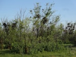 Rook. Rookery (at unusually low height, due to absence of tall trees). Steppes, Kalmykia Republic, May 2017. Image © Sergey Golubev by Sergey Golubev.