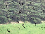 Rook. Large flock in flight. Manawatu, December 2016. Image © Scott Brooks (ourspot) by Scott Brooks.
