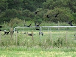 Rook. Flock in flight. Manawatu, December 2016. Image © Scott Brooks (ourspot) by Scott Brooks.