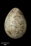 Rook. Egg 39.3 x 28.0 mm (NMNZ OR.021134, collected by J.G. Gordon). Derrie Rookery, Wigtownshire, Scotland, April 1927. Image © Te Papa by Jean-Claude Stahl.
