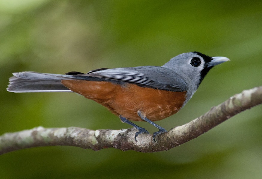 Black-faced monarch. Adult. Conondale Ranges, Queensland, Australia, November 2012. Image © Philip Griffin by Philip Griffin.
