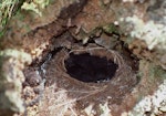 Tomtit | Miromiro. Snares Island tomtit nest with large chicks. Snares Islands, November 1987. Image © Colin Miskelly by Colin Miskelly.