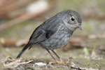 North Island robin | Toutouwai. Adult on forest floor. Tiritiri Matangi Island, November 2012. Image © Philip Griffin by Philip Griffin.