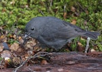 South Island robin | Kakaruai. Adult. Eglinton Valley, Fiordland, March 2023. Image © Glenn Pure by Glenn Pure.