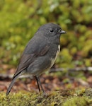 South Island robin | Kakaruai. Adult. Kepler track, Te Anau, March 2023. Image © Glenn Pure by Glenn Pure.