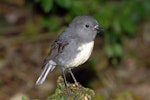 South Island robin | Kakaruai. Adult male. Kowhai Bush, Kaikoura, June 2008. Image © Peter Reese by Peter Reese.