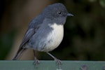South Island robin | Kakaruai. Adult perched on a sign. Kaikoura hills, August 2011. Image © Philip Griffin by Philip Griffin.