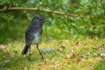 South Island robin | Kakaruai. Adult. Eglinton Valley, Fiordland, December 2012. Image © Sabine Bernert by Sabine Bernert.