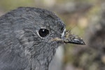 South Island robin | Kakaruai. Adult female. Routeburn roadend, Mt Aspiring National Park, February 2016. Image © Ron Enzler by Ron Enzler.
