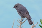 South Island robin | Kakaruai. Dorsal view of adult. Long Island, Marlborough Sounds, September 2012. Image © Mark Fraser by Mark Fraser.