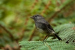 South Island robin | Kakaruai. Adult. Eglinton Valley, Fiordland, December 2011. Image © Sabine Bernert by Sabine Bernert.