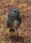 South Island robin | Kakaruai. Adult female. Kepler track, Te Anau, March 2023. Image © Glenn Pure by Glenn Pure.