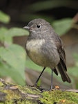 South Island robin | Kakaruai. Juvenile. Routeburn Flats, Routeburn Track, March 2023. Image © Glenn Pure by Glenn Pure.