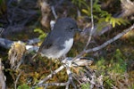 South Island robin | Kakaruai. Adult male. Anchor Island, Dusky Sound, March 2011. Image © Colin Miskelly by Colin Miskelly.