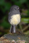 South Island robin | Kakaruai. Adult male. Kowhai Bush, Kaikoura, June 2008. Image © Peter Reese by Peter Reese.