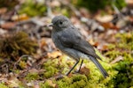 South Island robin | Kakaruai. Adult. Eglinton Valley, Fiordland, December 2011. Image © Sabine Bernert by Sabine Bernert.