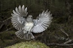 South Island robin | Kakaruai. Adult female just taking flight. Routeburn Flats, Mt Aspiring National Park, January 2016. Image © Ron Enzler by Ron Enzler.