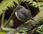 South Island robin | Kakaruai. Adult Stewart Island robin. Ulva Island, March 2023. Image © Glenn Pure by Glenn Pure.