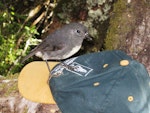 South Island robin | Kakaruai. Adult female. Arthur's Pass, March 2011. Image © Joke Baars by Joke Baars.