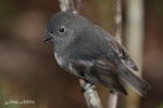 South Island robin | Kakaruai. Dorsal view of adult female. Southland, April 2012. Image © Jenny Atkins by Jenny Atkins.