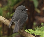 South Island robin | Kakaruai. Adult Stewart Island robin. Ulva Island, March 2023. Image © Glenn Pure by Glenn Pure.