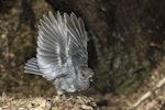 South Island robin | Kakaruai. Adult female about to take flight. Routeburn roadend, Mt Aspiring National Park, January 2016. Image © Ron Enzler by Ron Enzler.