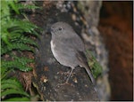 South Island robin | Kakaruai. Stewart Island adult. Putauhinu Island, Stewart Island, March 2011. Image © Colin Miskelly by Colin Miskelly.