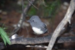 South Island robin | Kakaruai. Stewart Island adult. Solomon Island, Stewart Island, March 2012. Image © Colin Miskelly by Colin Miskelly.