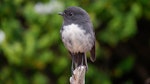 South Island robin | Kakaruai. Adult (Stewart Island subspecies). Ulva Island, Stewart Island, December 2022. Image © Ben Ackerley by Ben Ackerley.