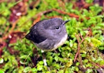 South Island robin | Kakaruai. Stewart Island adult. Ulva Island, October 2009. Image © Cheryl Marriner by Cheryl Marriner.