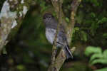 South Island robin | Kakaruai. Stewart Island fledgling. Green Island, Foveaux Strait, December 2012. Image © Colin Miskelly by Colin Miskelly.