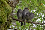 South Island robin | Kakaruai. Juveniles. Cascade Creek, Fiordland National Park, November 2011. Image © Glenda Rees by Glenda Rees.