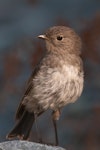 South Island robin | Kakaruai. Juvenile front view. Eglinton Valley, Fiordland, January 2012. Image © Craig McKenzie by Craig McKenzie.