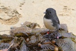 South Island robin | Kakaruai. Stewart Island adult on beach. Ulva Island, April 2012. Image © Jenny Atkins by Jenny Atkins.