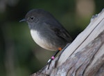 South Island robin | Kakaruai. Stewart Island adult. Ulva Island, April 2011. Image © Philip Griffin by Philip Griffin.